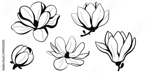 Black and white line art drawings of various magnolia flowers and a flower bud on a white background.