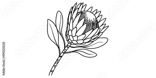 Hand drawn black and white illustration of a protea flower with leaves on a white background