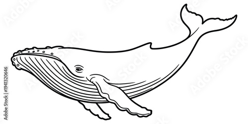 Black and white line art illustration of a humpback whale swimming in the ocean