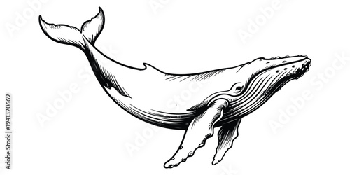 Hand drawn illustration of a majestic humpback whale isolated on a white background
