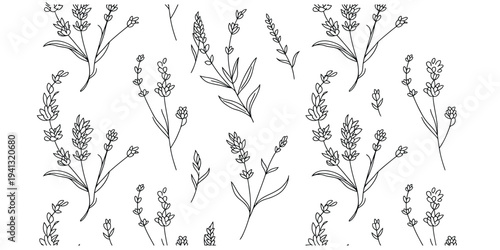 Hand drawn lavender botanical illustration pattern on a plain white background for design.