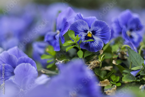 Obraz na plátne Pensées dans un jardin au printemps