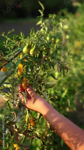 Harvesting ripe tomatoes in a sunny garden on a warm afternoon