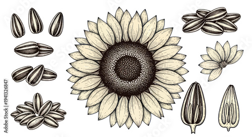 Hand-drawn Sunflower Elements: Flower, Seeds, and Petals Set