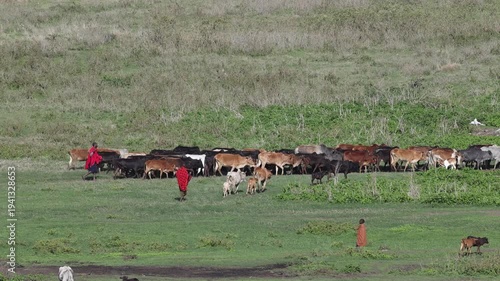 Maasai with their cows in Ngorongoro, Tanzania