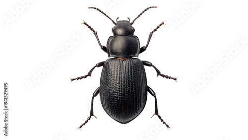Tableau sur toile Black beetle rests isolated on transparent background cut out