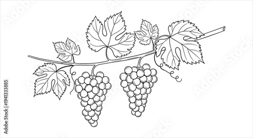 Simple Line Art Illustration of a Grapevine Branch with Two Bunches of Grapes
