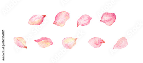 Watercolor pink flower petals isolated on white. Romantic petal elements for wedding confetti, overlays, backgrounds, invitations and spring design.