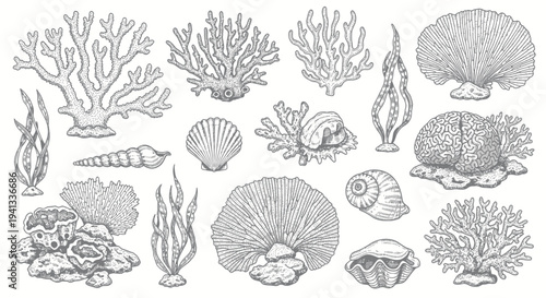 Collection of Detailed Marine Coral and Shell Illustrations