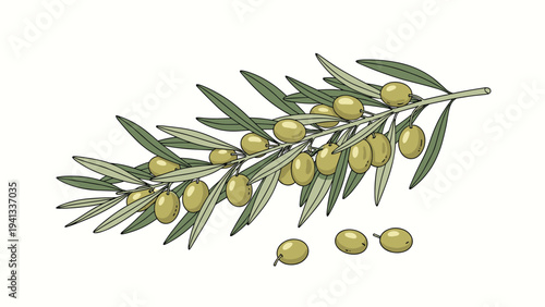 Realistic illustration of a green olive branch with ripe olives and detailed leaves against a soft off-white background.