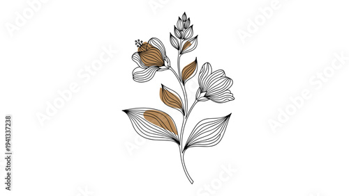 Elegant black and white line art illustration of a flowering plant branch with decorative brown petal highlights.