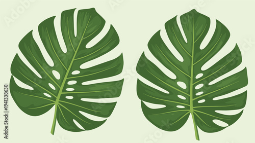 Two large green monstera deliciosa leaves with characteristic holes shown against a light mint green background in flat style.