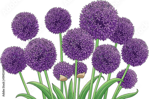 Purple allium flower bouquet botanical illustration with blooming ornamental onion plants detailed garden floral vector design