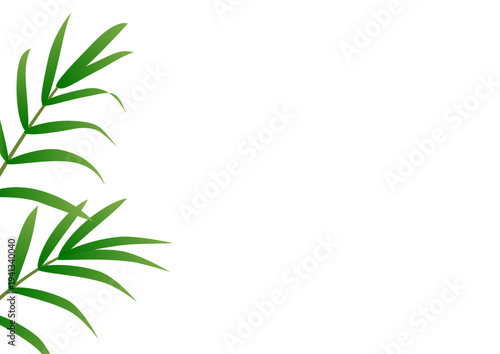 White background with green parlor palm leaves