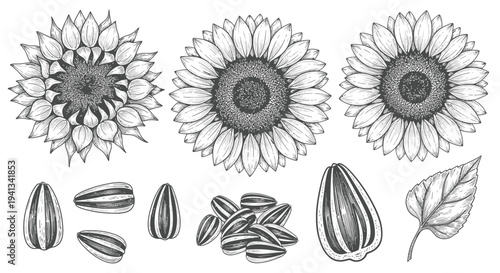 Hand-drawn Sunflower Elements: Flowers, Seeds, and Leaf in Sketch Style