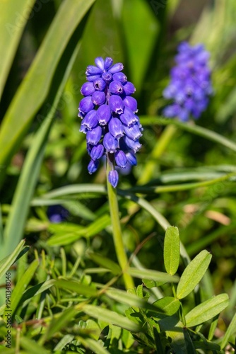 Purple grape hyacinth (Musc...