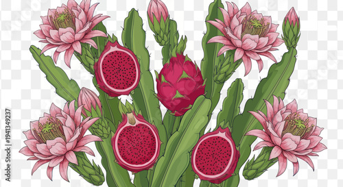 Dragon Fruit Cactus Flowers and Slices - Exotic Tropical Plant Illustration