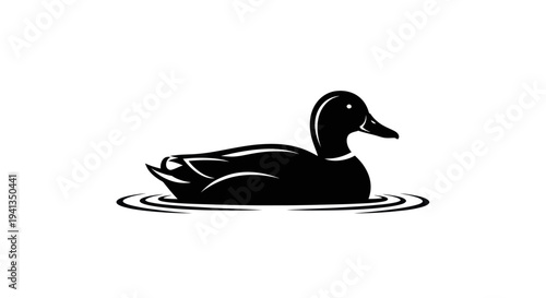 Black Duck Swimming on Water Surface.