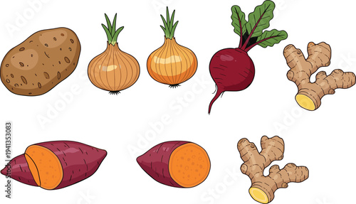 Set of fresh organic root vegetables including potato onion beetroot ginger and sweet potato isolated on white background for healthy food cooking and garden harvest