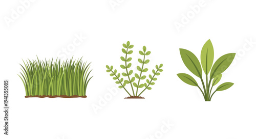 Grass Sprout Seedling Plant Leaves Green.