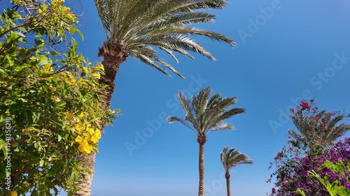 Panoramic slow motion view of the beautiful green tropical palm tree crowns against blue sky and copy space for text