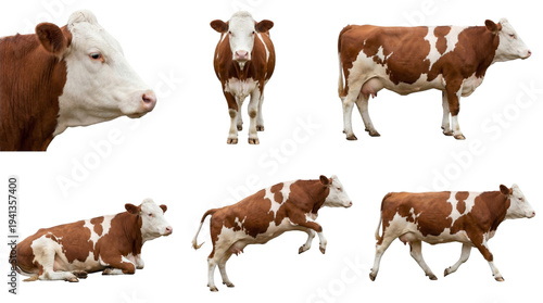collection of brown and white simmental cows on black background