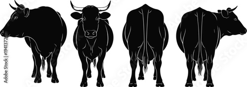 Set of black cow silhouettes featuring front back and side view perspectives of cattle for farm animal livestock agriculture and organic dairy meat product branding