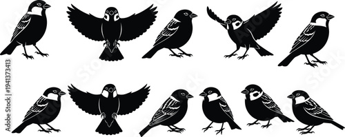 Set of black sparrow bird silhouettes in various flying and perched poses isolated on white background, versatile vector illustrations for nature and wildlife design. (25 words)