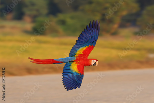 Colorful Scarlet Macaw parrot flying in the park. Free flying bird