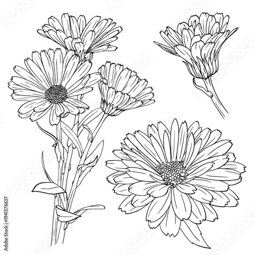 Calendula or daisy flower. vector hand-draw botanical illustration. Good for cosmetics, medicine, treating, aromatherapy, nursing, package design, field bouquet. Hand drawn wild flowers