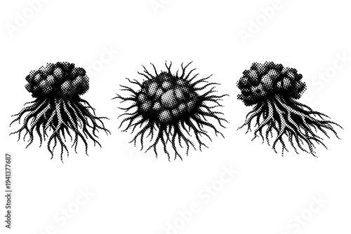 Seaweed holdfast A realistic seaweed holdfast with root-like branching structure and dense organic mass, represented as the same holdfast in three different