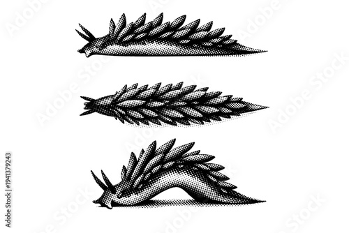 Sea slug aeolid nudibranch shown from side view, top view, and arched crawling pose as the same slender slug with elongated body and raised cerata forms. Black