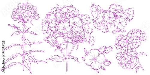 Detailed sketches showing various  of phlox flower for botanical. Vector hand drawn illustration