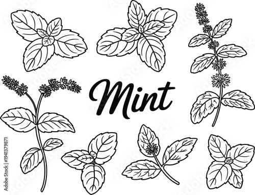 Fresh green mint leaves and branches collection, hand drawn botanical sketch for herbal tea packaging