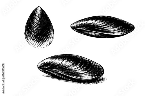 Mussel marine mussel shell shown from dorsal view, lateral view, and angled perspective as one smooth bivalve shell with accurate form. Black and white dot