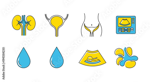 Icons depicting urology concepts kidneys bladder pelvic organs ultrasound and fluid