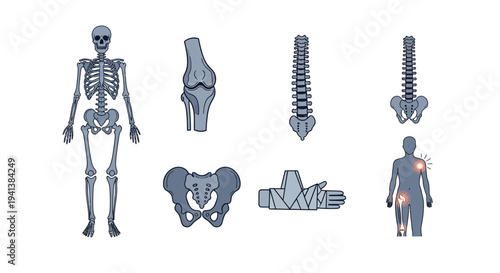 Illustrations of the human skeletal system joints and injury representations