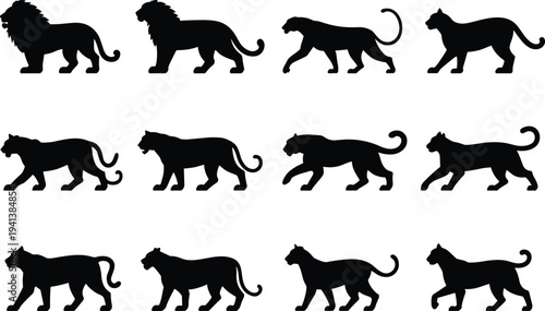 Set of black silhouettes representing various big cats like lions, tigers, panthers, and cougars in walking and standing poses on white backgroundSet of black