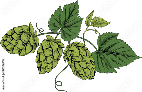 Green hops branch with fresh cones and leaves, hand drawn vector illustration for beer brewery