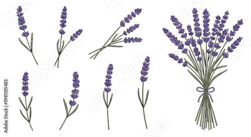 Detailed botanical set of lavender sprigs and a tied bouquet of purple flowers for aromatic, medicinal, and decorative plant-based design elements.