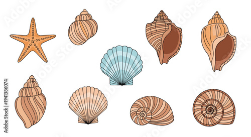 Set of different seashell types and a starfish in various shades of brown and blue isolated on a plain white background.