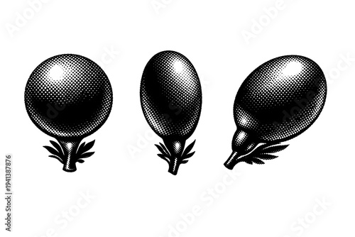 Kelp forest pneumatocyst bulb A realistic kelp pneumatocyst air bladder from a kelp forest presented as one object in three views: frontal spherical view, side