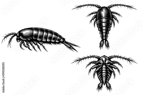 Zooplankton copepod A realistic zooplankton copepod with segmented body, antennae, and jointed appendages, shown as the same copepod in three different views.