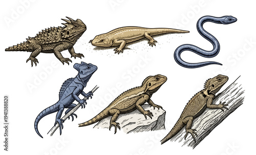 Collection of Detailed Reptile Illustrations Featuring Lizards and Snake