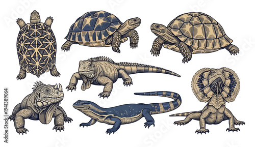 Collection of Detailed Reptile Illustrations Featuring Turtles and Lizards