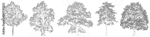 Vector oak trees in elevation view for use in architectural drawings