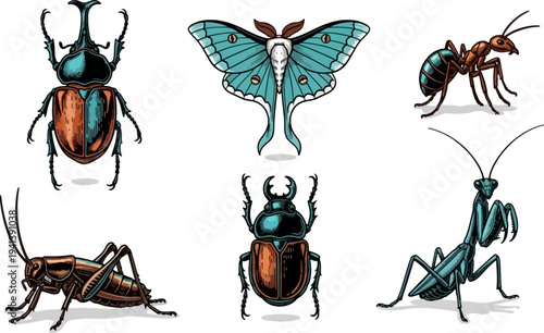 Collection of Detailed Insect Illustrations on White Background