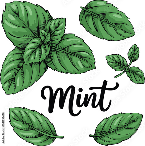 Fresh green mint leaves vector illustration set, peppermint herb plant sketch isolated on white background