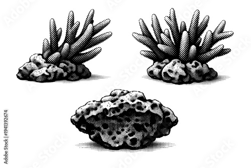Staghorn coral branching base. A realistic staghorn coral base section is depicted as a single object shown in three views highlighting structural mass,