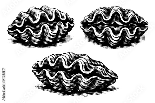 Giant clam A realistic giant clam with massive ribbed shell and thick fluted edges, shown as the same clam in three different views to emphasize scale and